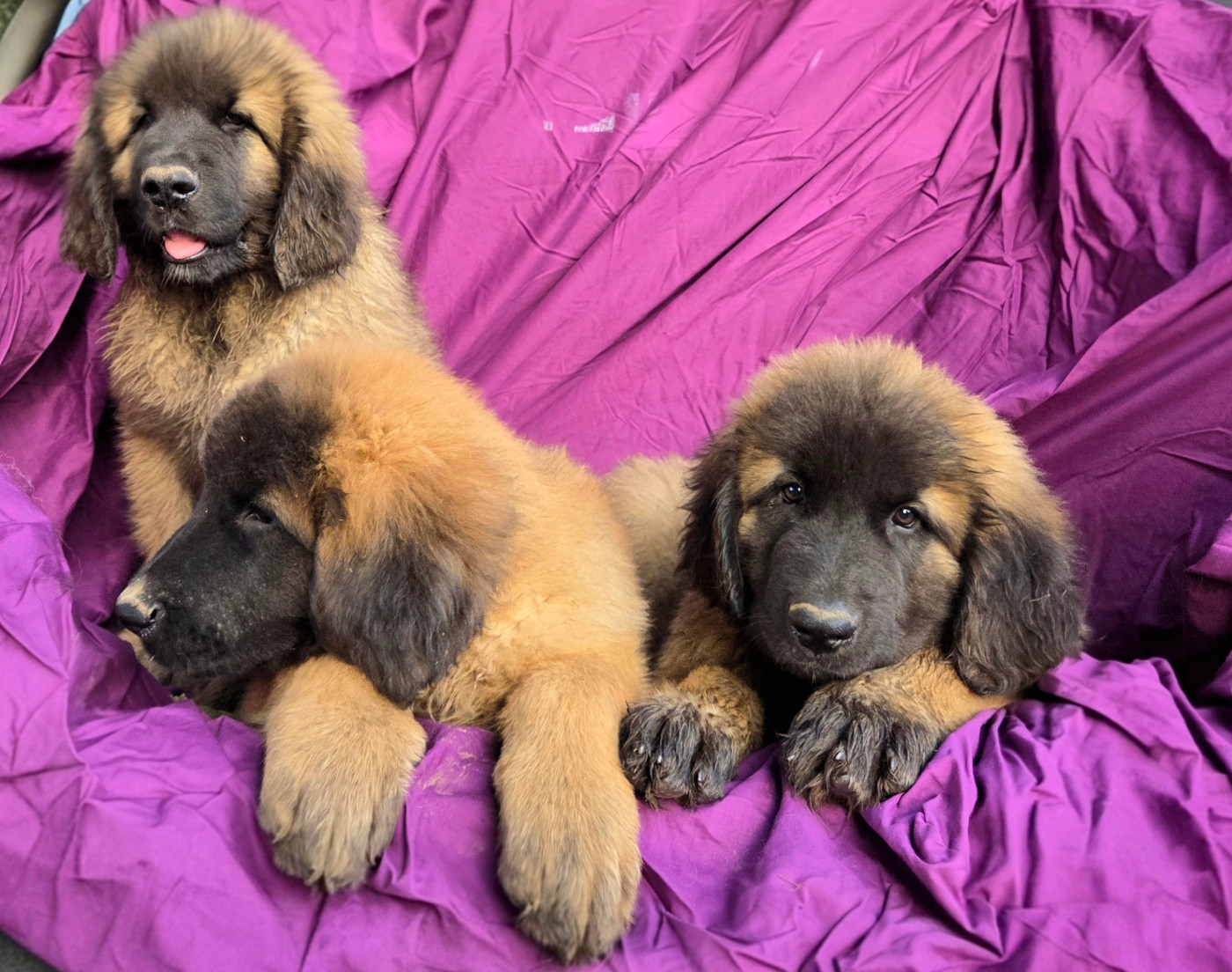 3 bébés attendent leur famille!