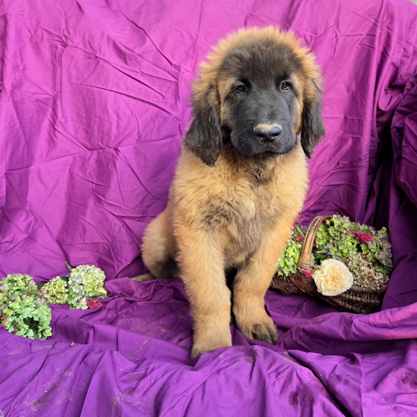 Des Léos Breizhoo - Chiots disponibles - Leonberger