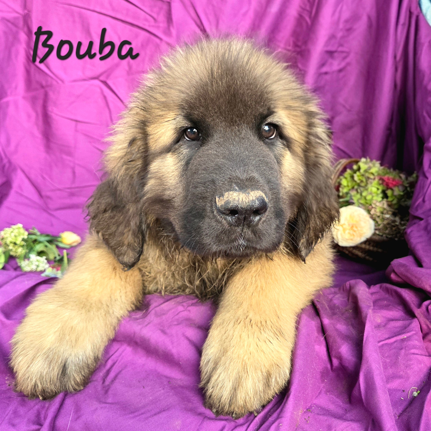 Des Léos Breizhoo - Chiots disponibles - Leonberger