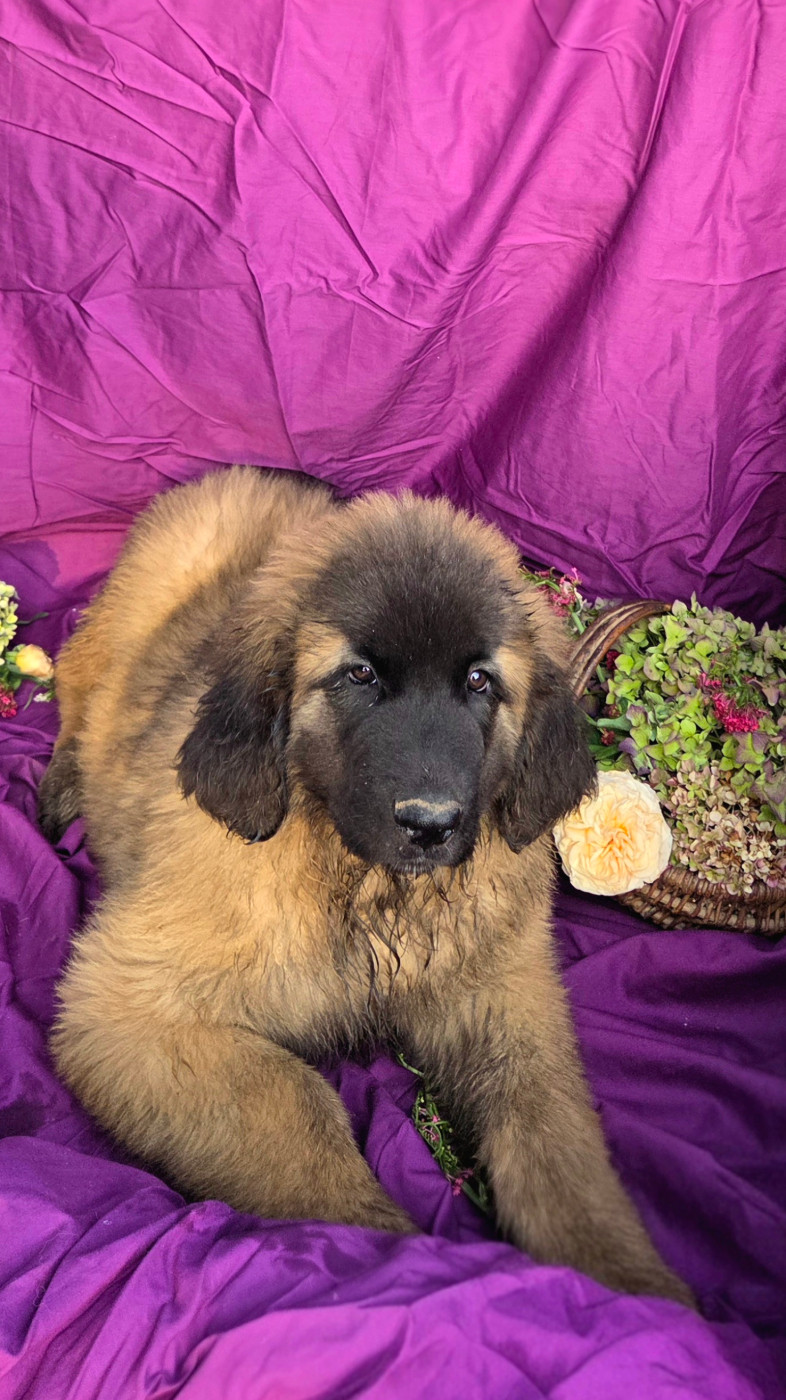 Des Léos Breizhoo - Chiots disponibles - Leonberger